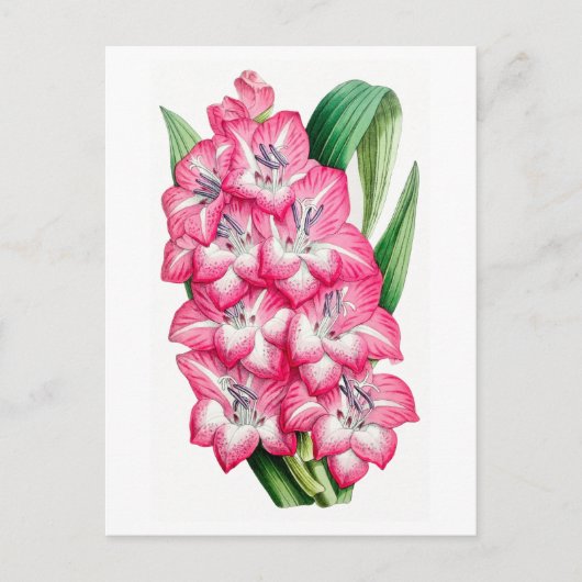 Roze Gladiool Vintage Botanische Briefkaart (Voorkant)