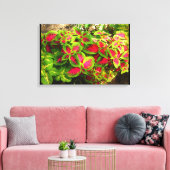 Roze groene Coleus tropisch canvas Afdruk (Insitu (Woonkamer))