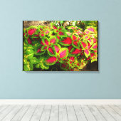 Roze groene Coleus tropisch canvas Afdruk (Insitu (Houten vloer))