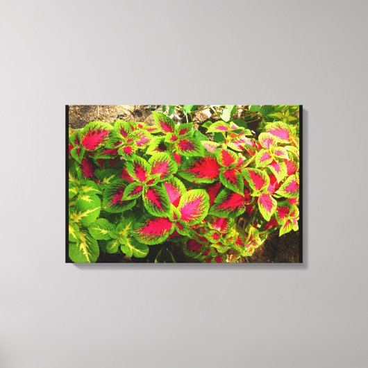Roze groene Coleus tropisch canvas Afdruk (Voorkant)