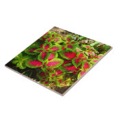 Roze groene Coleus ventilator tropische tegel Tegeltje (Zijkant)