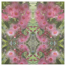 Roze Gumnut Eucalyptus Flowers Australian Native