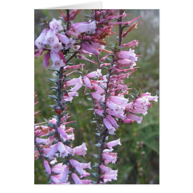 Roze heath-planten (Voorkant)