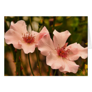 Roze Heirloom Roos Blank Inside Kaart