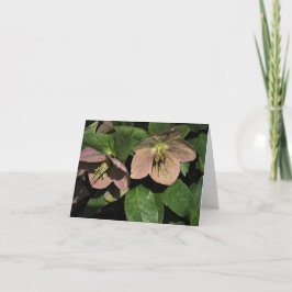 Roze Hellebore Notitiekaartje