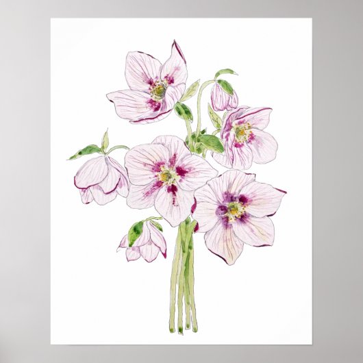 roze hellebores waterverf poster (Voorkant)