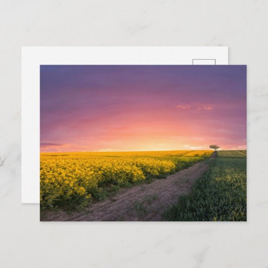 Roze hemel 's nachts briefkaart (Voorkant / Achterkant)