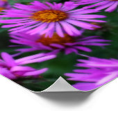 Roze herfst Aster Flowers Orton Effect Poster (Hoek)