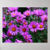 Roze herfst Aster Flowers Orton Effect Poster (Voorkant)