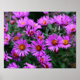 Roze herfst Aster Flowers Orton Effect Poster