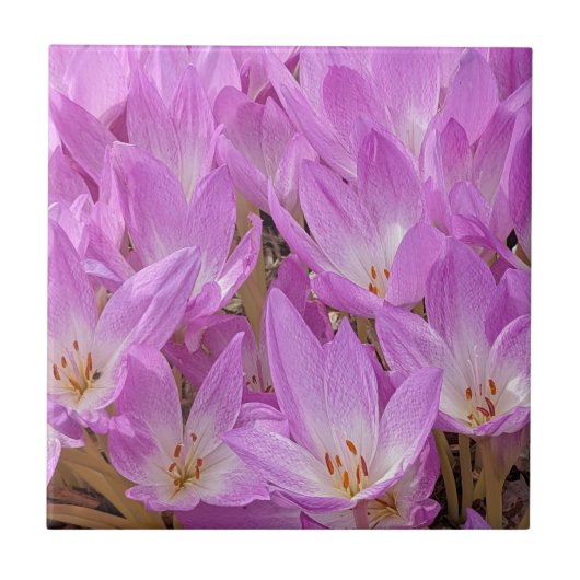 Roze Herfst Crocus Bloeit Bloemen Tegeltje (Voorkant)