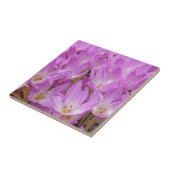 Roze Herfst Crocus Bloeit Bloemen Tegeltje (Zijkant)