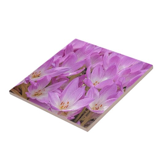 Roze Herfst Crocus Bloeit Bloemen Tegeltje (Zijkant)