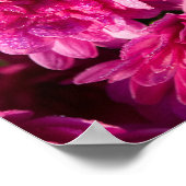 Roze herfst Mums Poster (Hoek)