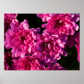 Roze herfst Mums Poster (Voorkant)