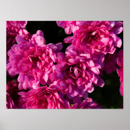 Roze herfst Mums Poster