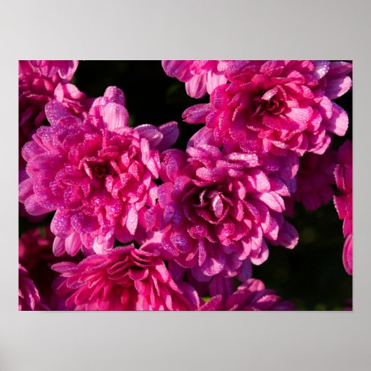 Roze herfst Mums Poster (Voorkant)