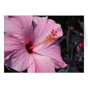 Roze Hibiscus