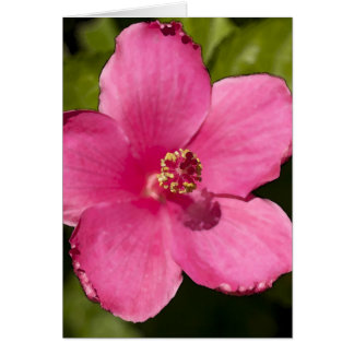 Roze Hibiscus