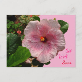 Roze Hibiscus Beterschap Wenskaart Briefkaart