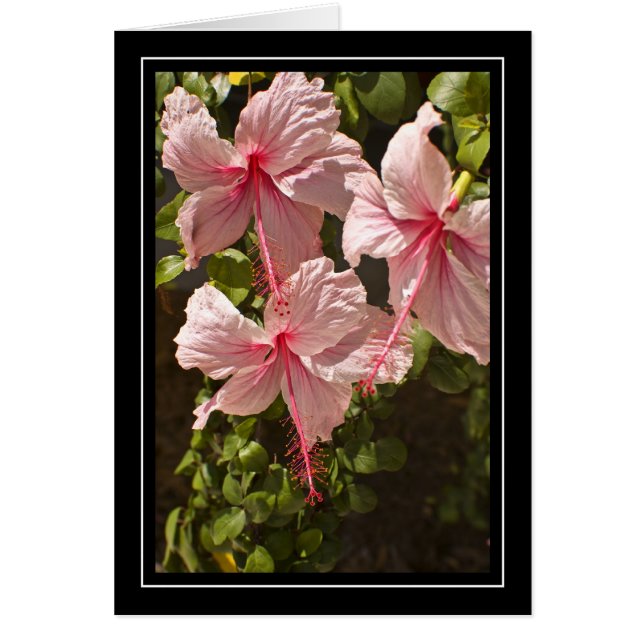 Roze Hibiscus Blank card (Voorkant)