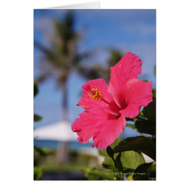 Roze hibiscus-bloem (Voorkant)