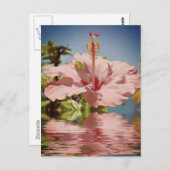Roze hibiscus bloem boven water briefkaart (Voorkant / Achterkant)