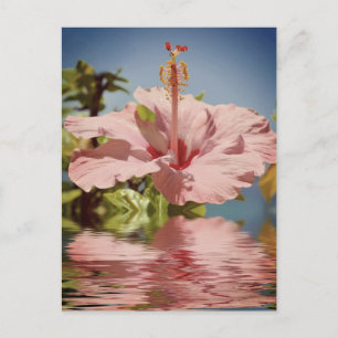 Roze hibiscus bloem boven water briefkaart
