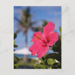 Roze hibiscus-bloem briefkaart