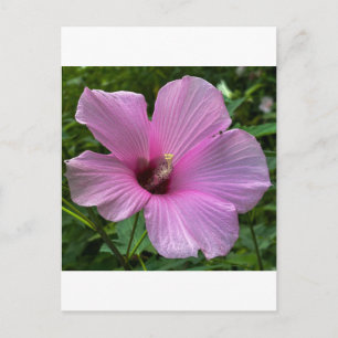 Roze Hibiscus Bloem Close Up Briefkaart