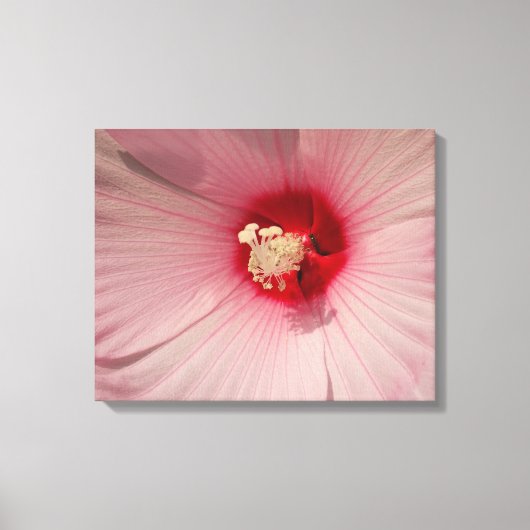 Roze Hibiscus Bloem Close-up Foto Enkele Print (Voorkant)