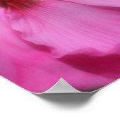 Roze hibiscus bloem gedeeltelijke kleur poster (Hoek)