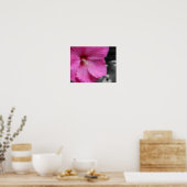 Roze hibiscus bloem gedeeltelijke kleur poster (Keuken)