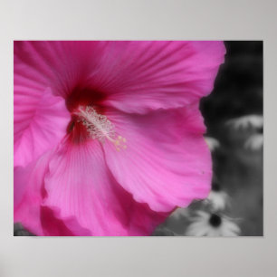 Roze hibiscus bloem gedeeltelijke kleur poster