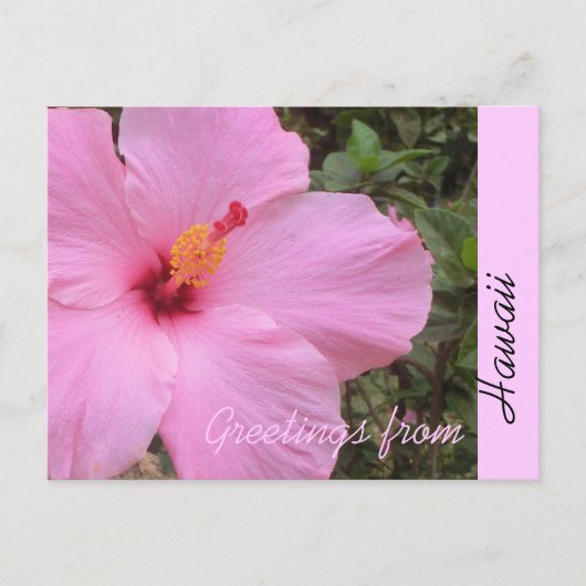 Roze hibiscus bloem Hawaii begroeting briefkaart (Voorkant)