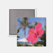 Roze hibiscus-bloem magneet (Voorkant / Achterkant)