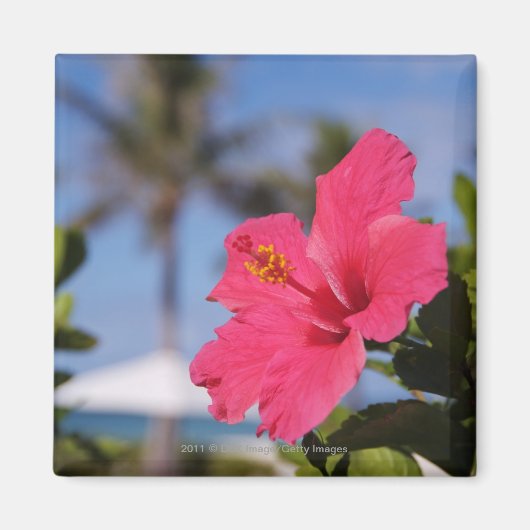 Roze hibiscus-bloem magneet (Voorkant)