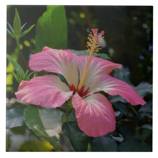 Roze Hibiscus-bloem Tegeltje (Voorkant)