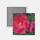 Roze hibiscus bloemen magneet (Voorkant / Achterkant)