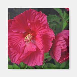 Roze hibiscus bloemen magneet