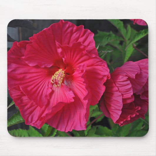 Roze hibiscus bloemen muismat (Voorkant)