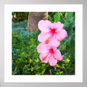 Roze Hibiscus bloemen Poster (Voorkant)