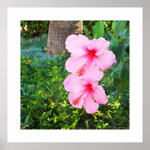 Roze Hibiscus bloemen Poster
