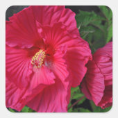 Roze hibiscus bloemen vierkante sticker (Voorkant)