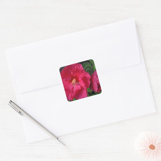 Roze hibiscus bloemen vierkante sticker (Envelop)