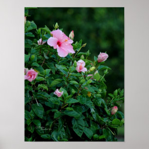 Roze Hibiscus bloemenboom Poster