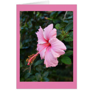 Roze Hibiscus-bloemkaart