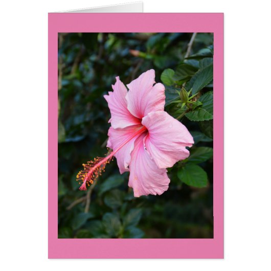 Roze Hibiscus-bloemkaart (Voorkant)