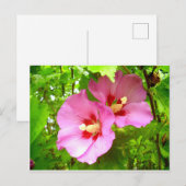 Roze Hibiscus briefkaart (Voorkant / Achterkant)