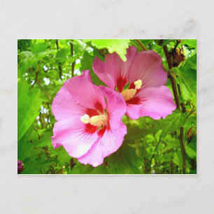 Roze Hibiscus briefkaart